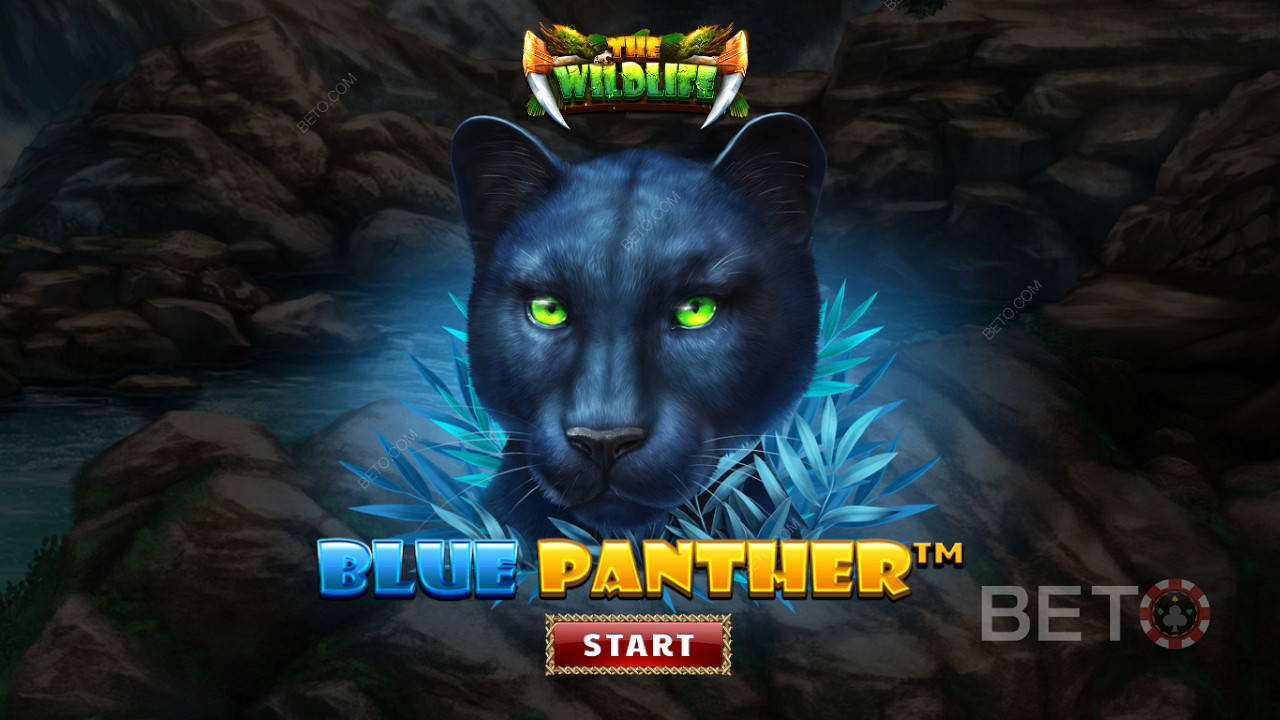 تجول في الغابة بين الوحوش الليلية في فتحة Blue Panther
